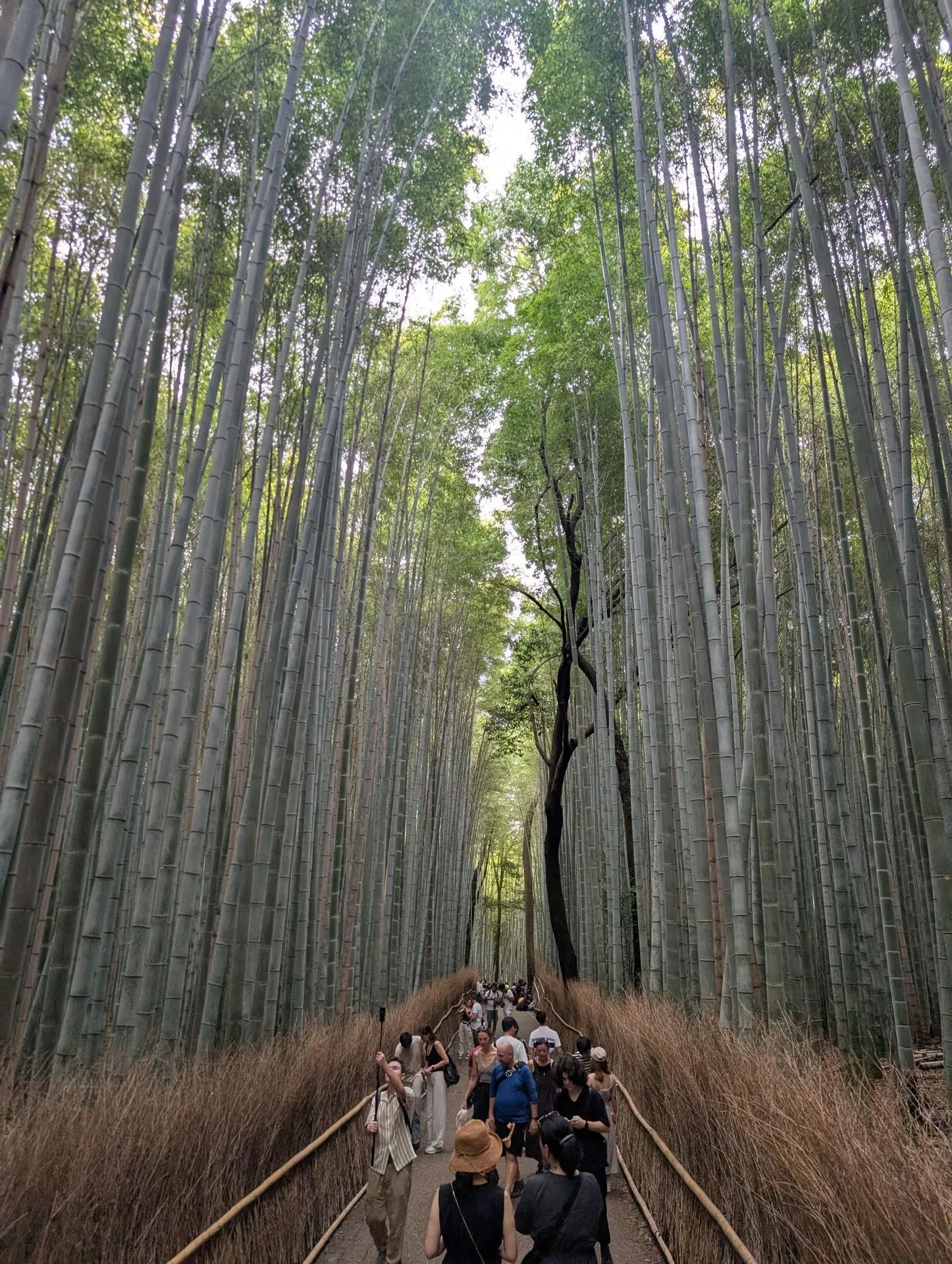 The Arashiyama bamboo grove path busy with visitors mid-morning