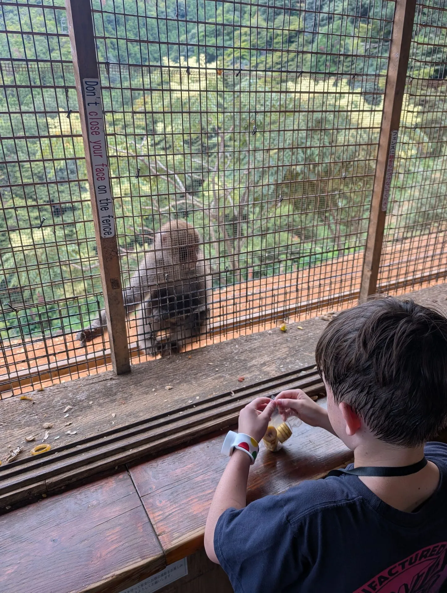 Child feeding Japanese macaques through the mesh window at Arashiyama Monkey Park
