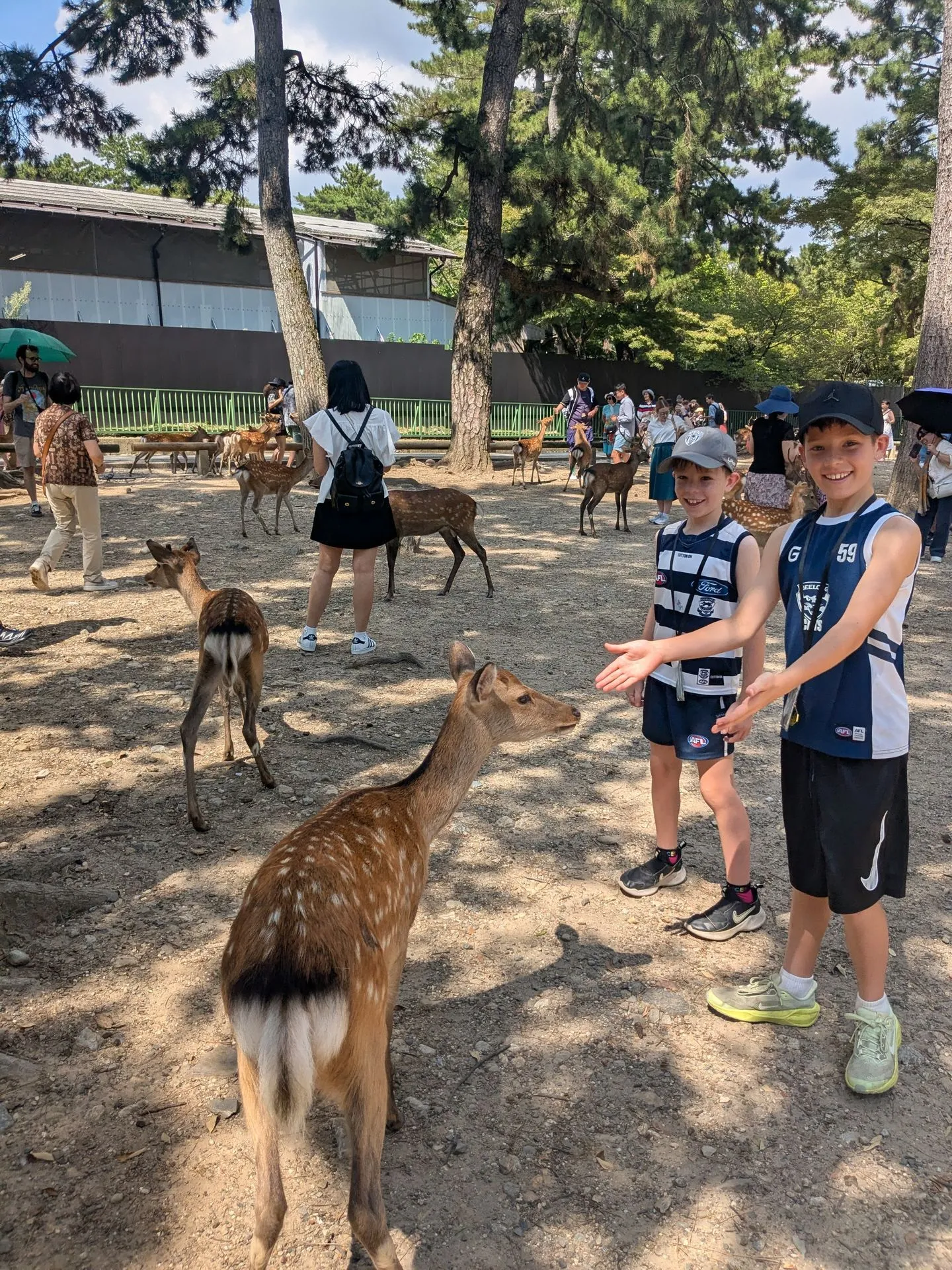 Two kids in AFL jerseys feeding a deer by hand in Nara Park
