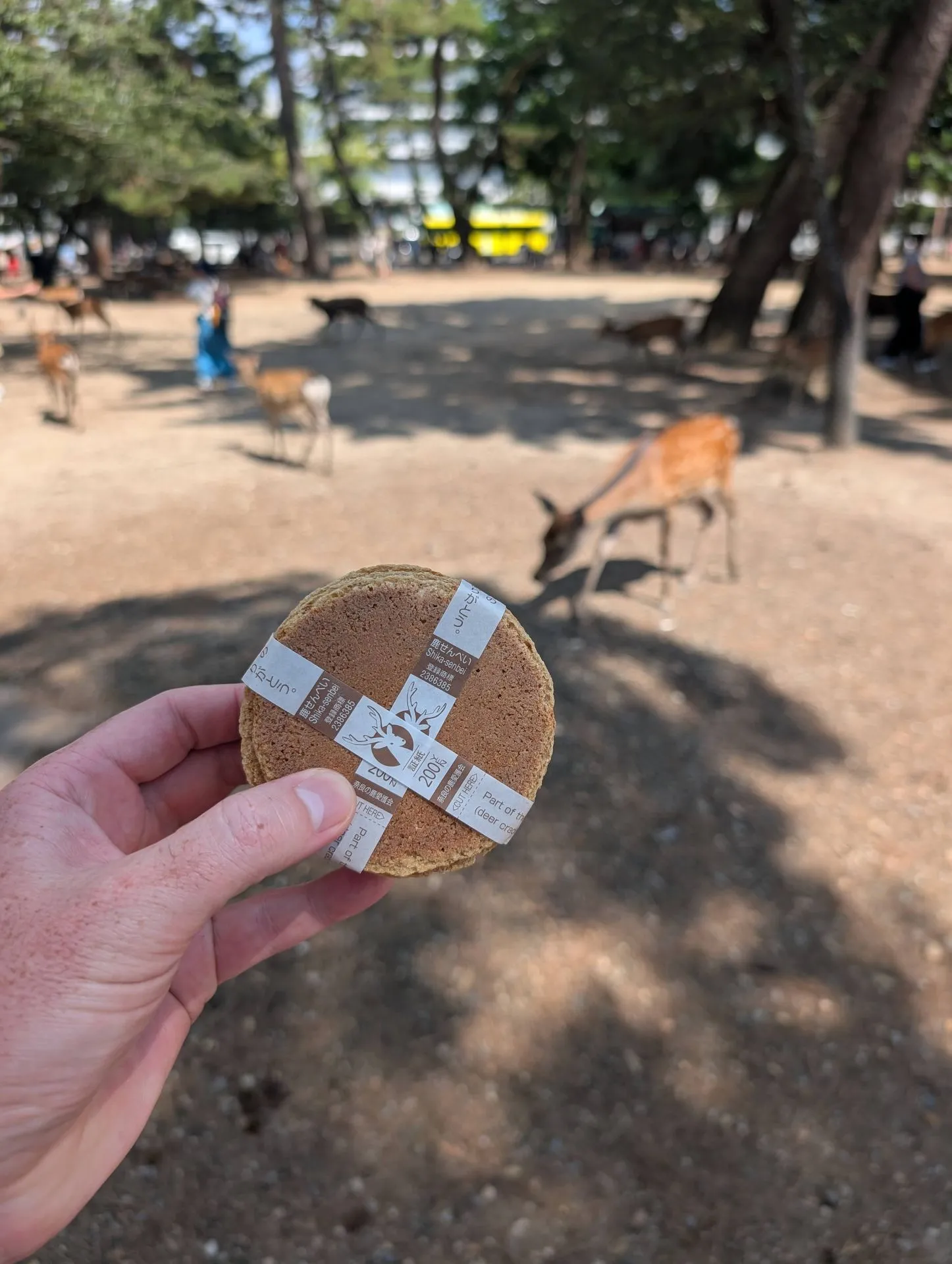 Shika senbei deer cracker held up in front of deer roaming in Nara Park