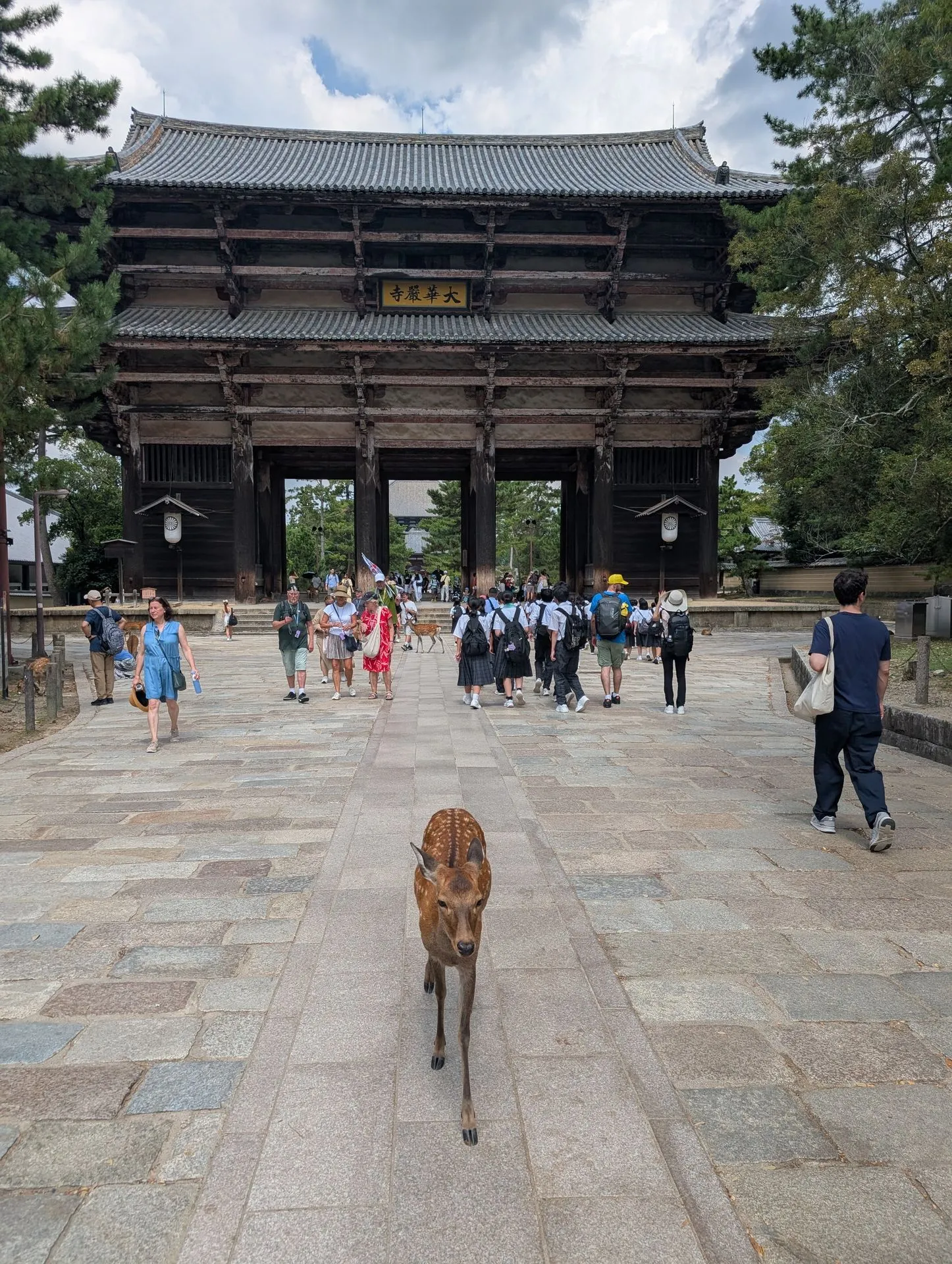 A deer walking toward the camera in front of Todai-ji's Nandaimon Great South Gate with tourists in background