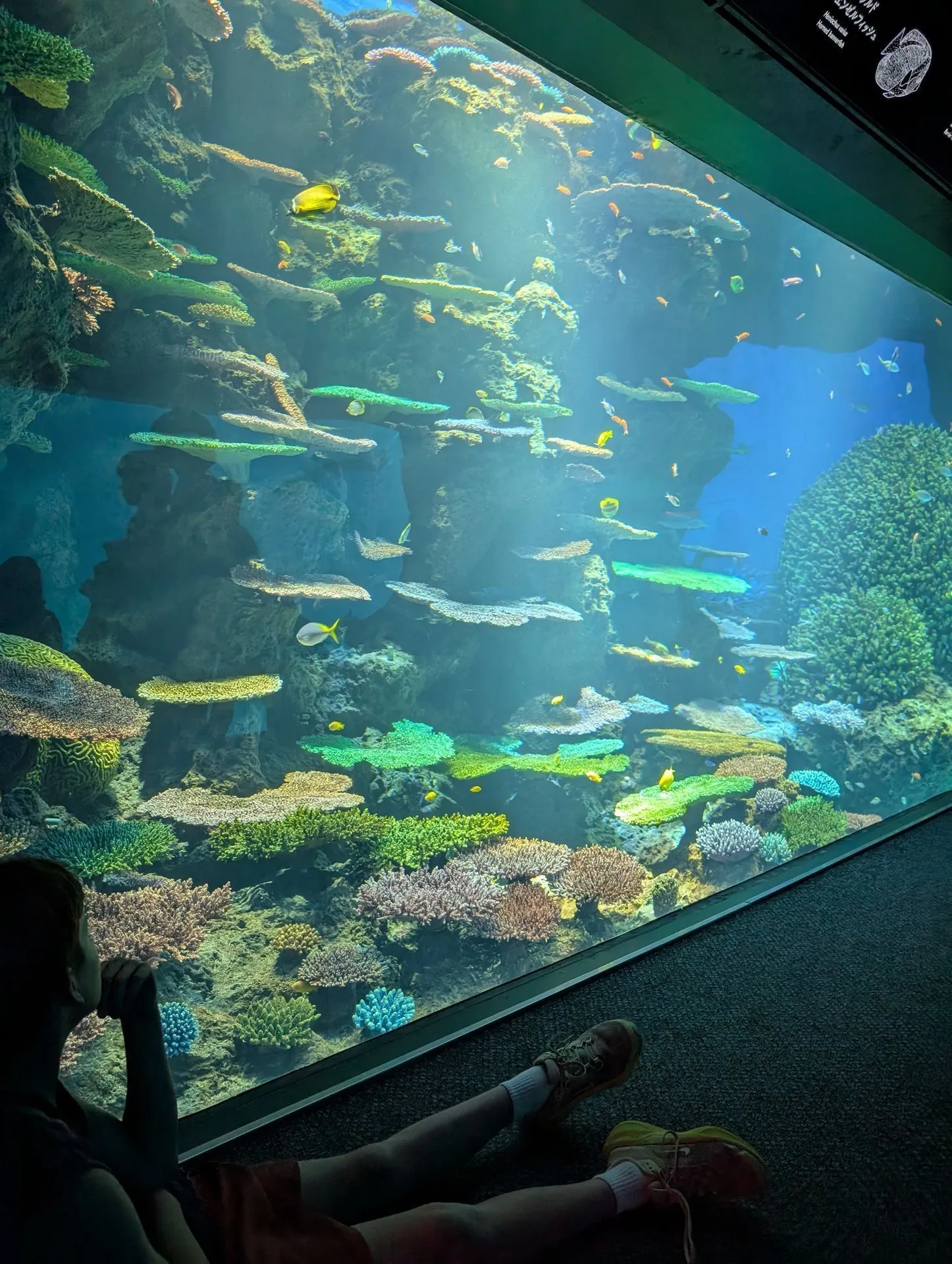 Panoramic coral reef tank at Kaiyukan Aquarium with tropical fish