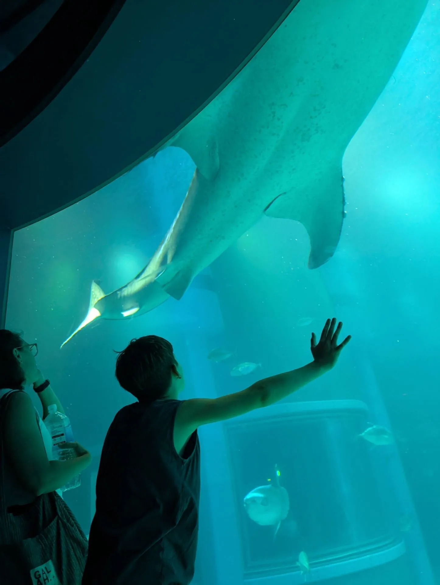 Manta ray gliding overhead through the tunnel at Kaiyukan Aquarium