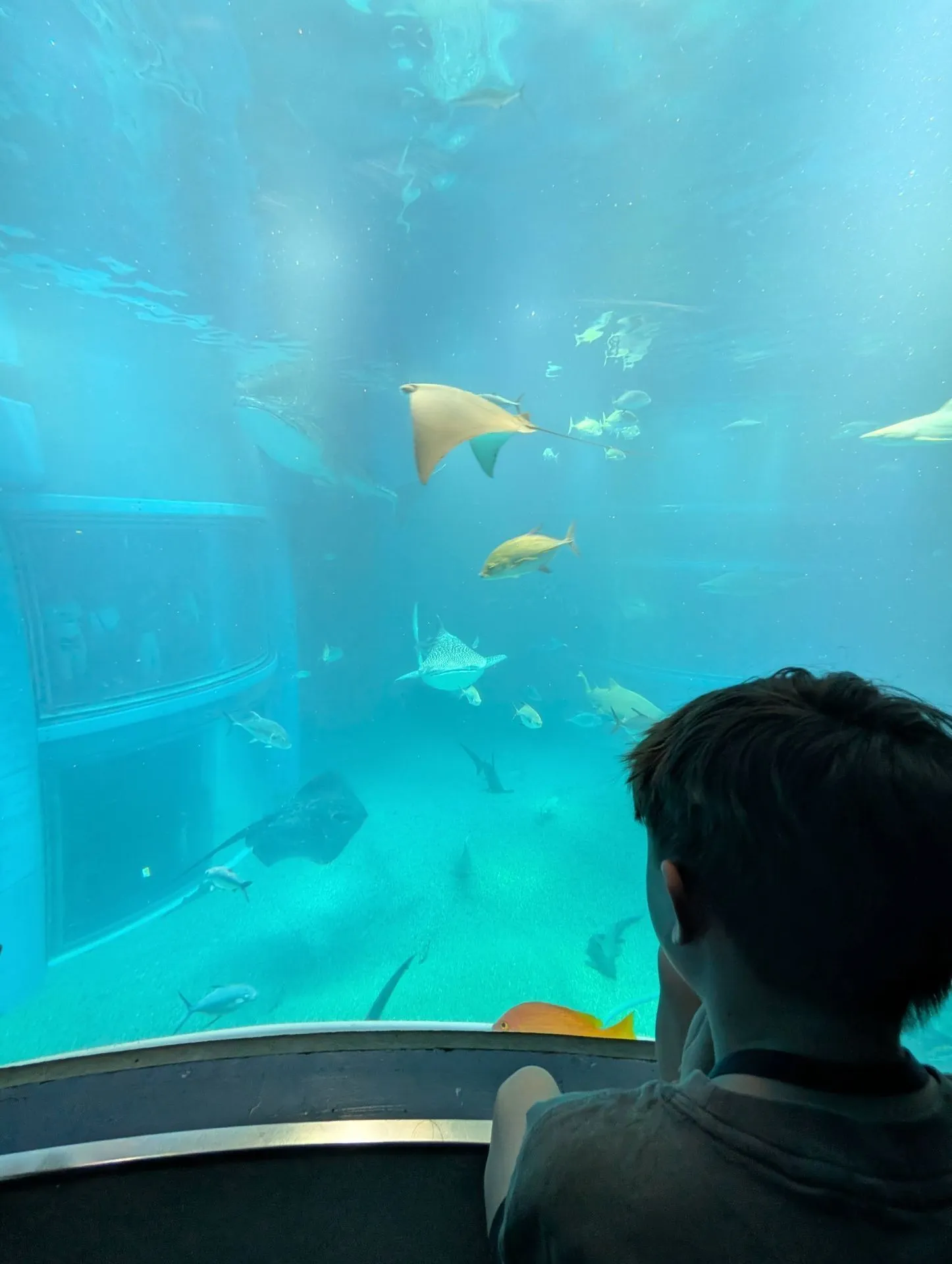 Stingrays gliding through their tank at Kaiyukan Aquarium Osaka