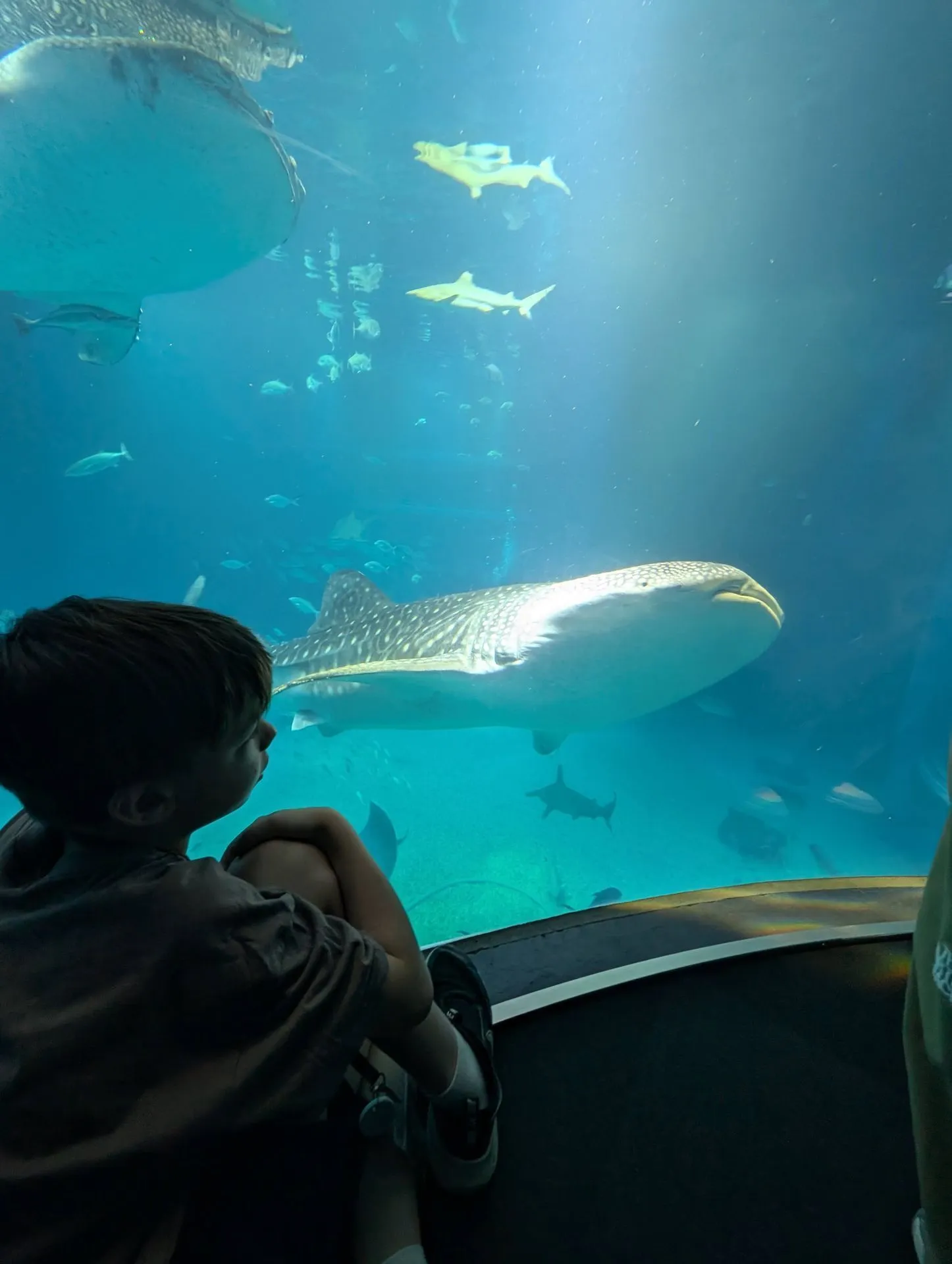 Whale shark swimming in the enormous Pacific Ocean tank at Kaiyukan Aquarium Osaka